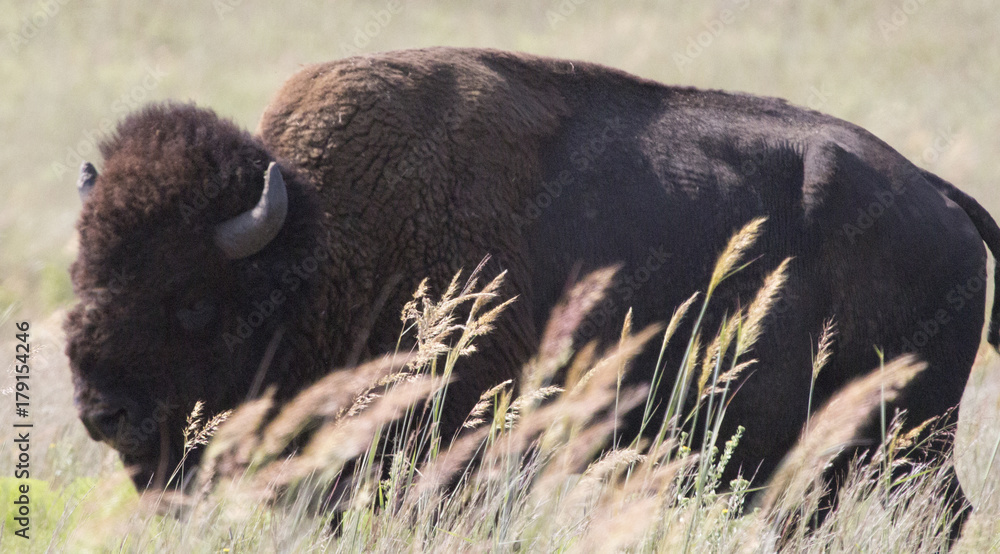 Buffalo Bull in the brush Buffalo Bull in the brush