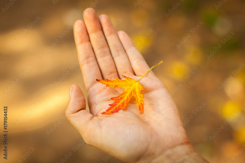 Hand holding up red and yellow autumn leaf Hand holding up red and yellow autumn leaf