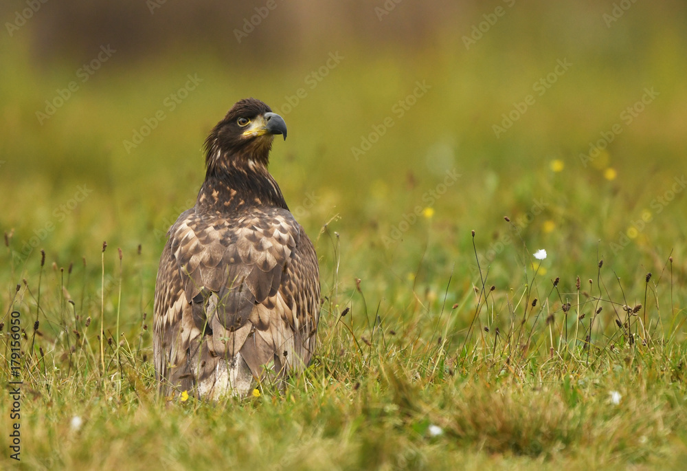 Fototapeta premium White tailed Eagle (Haliaeetus albicilla)