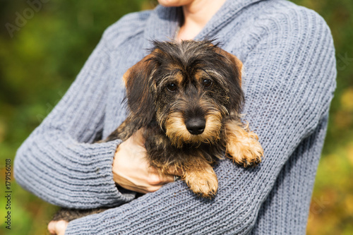 Fototapeta Naklejka Na Ścianę i Meble -  Dackel auf dem Arm