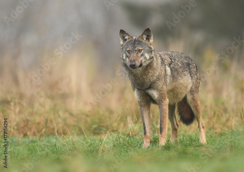 Gray wolf (Canis lupus) © Piotr Krzeslak