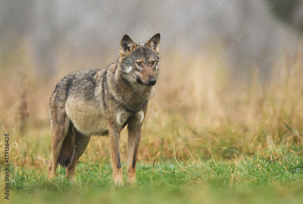 Gray wolf (Canis lupus) Gray wolf (Canis lupus)