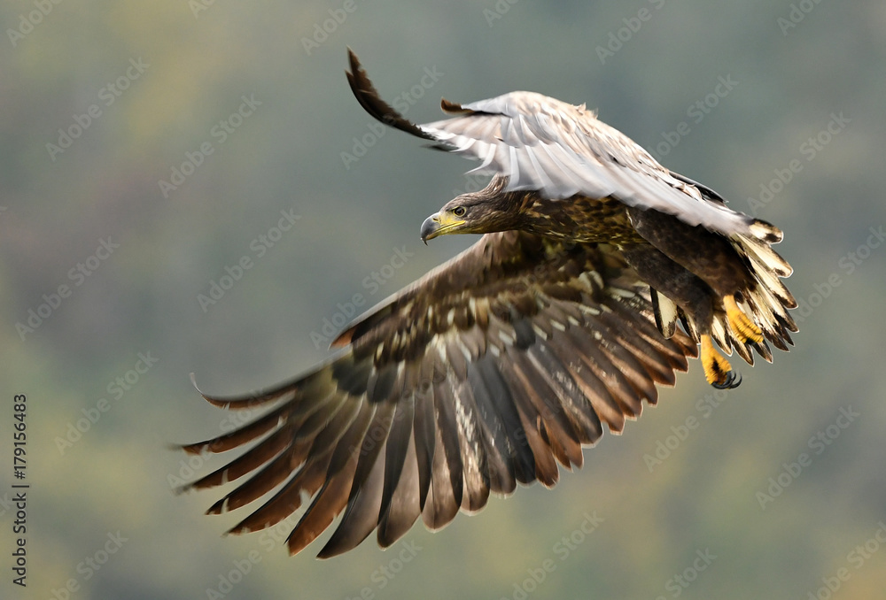 White tailed Eagle (Haliaeetus albicilla)