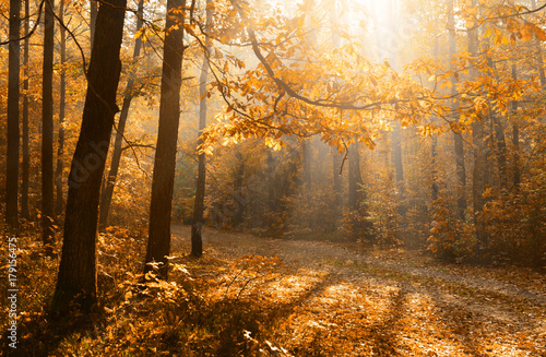 Autumn forest © Piotr Krzeslak