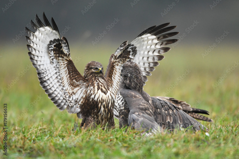 Fototapeta premium Common buzzard (Buteo buteo)