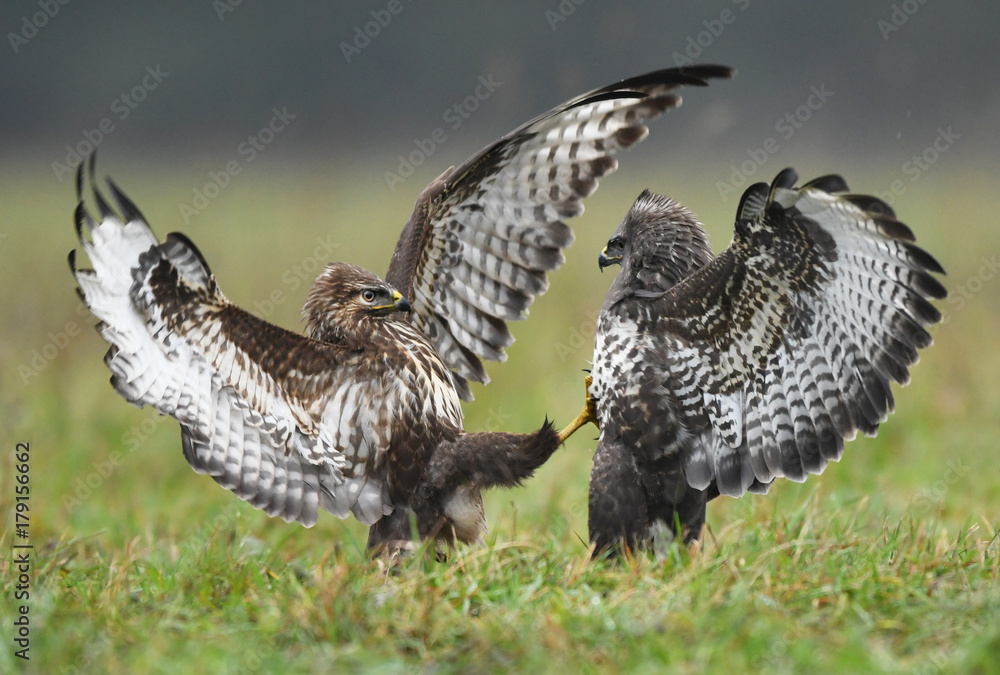 Fototapeta premium Common buzzard (Buteo buteo)