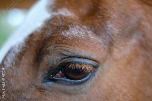 Occhio del cavallo