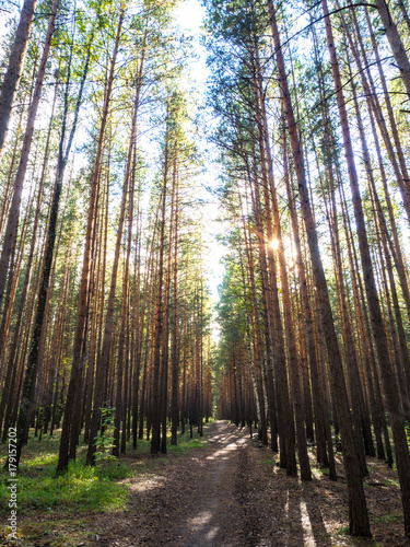 Beautiful pine forest in a rays of sun. Great place for jogging or walking.