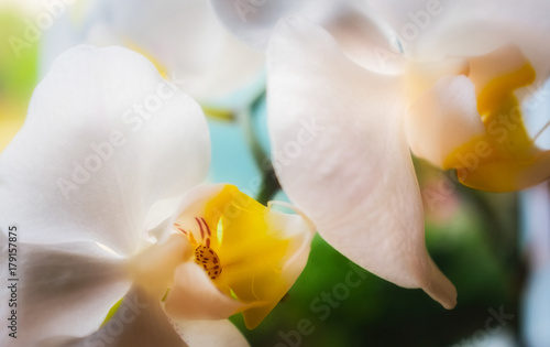 Close up of white orchids