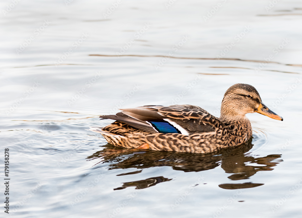 Wild duck on river Wild duck on river