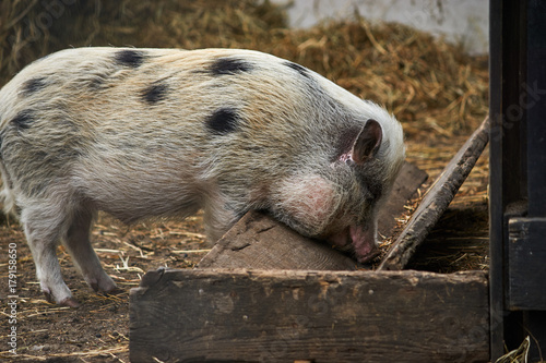 Mała świnka przy korycie w letni słoneczny dzień.