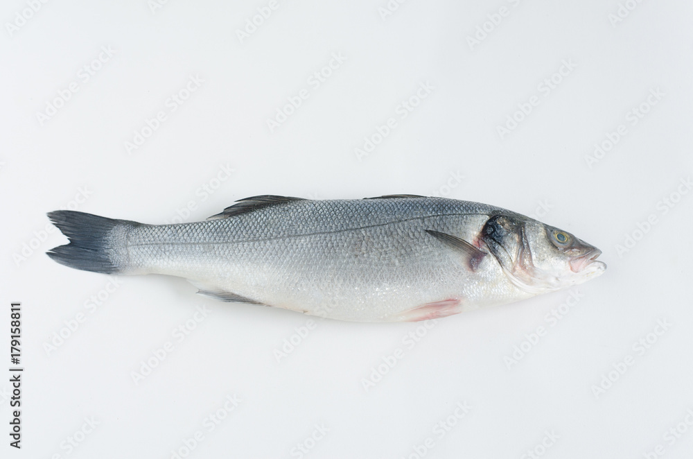 Fototapeta premium Sea bass on white background.