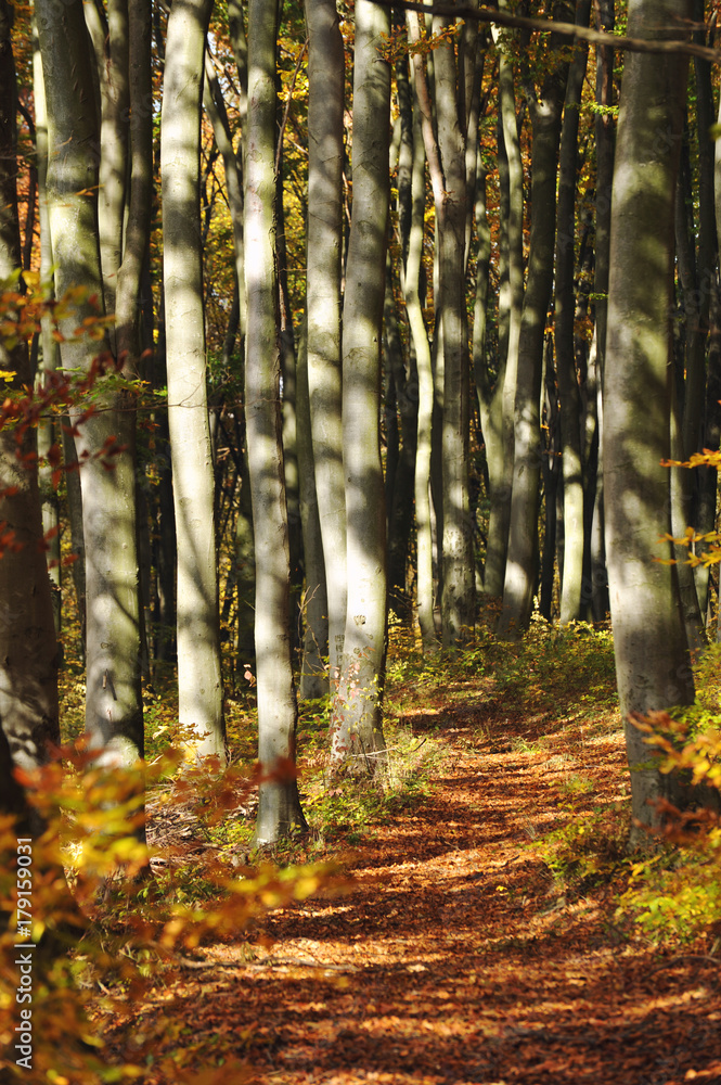 Obraz premium Beautiful forest in autumn