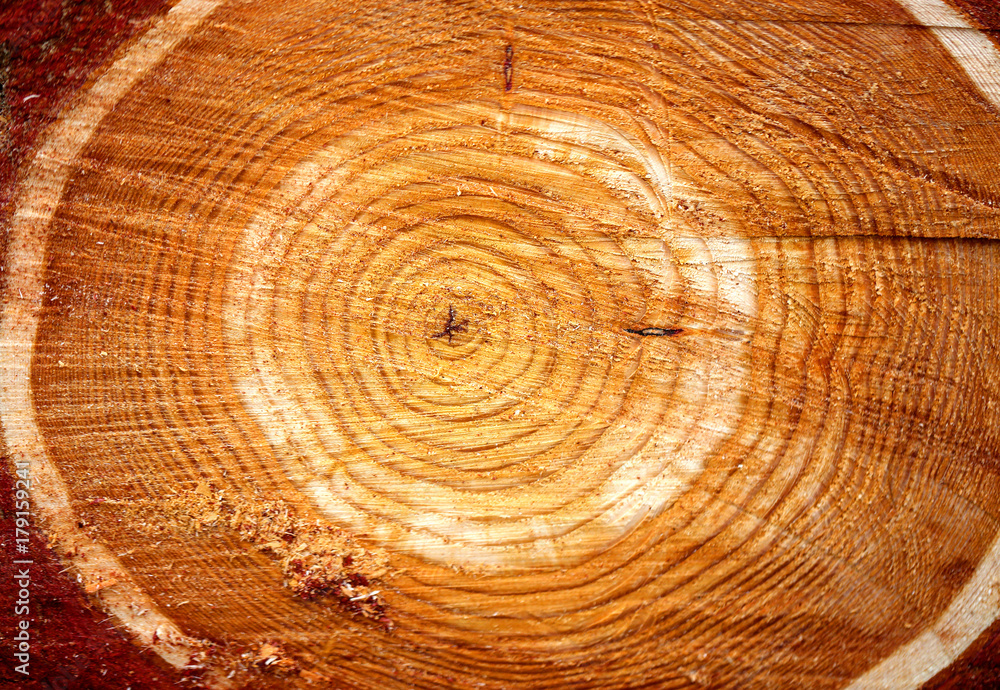 Fototapeta premium Photo background macro cut of a tree