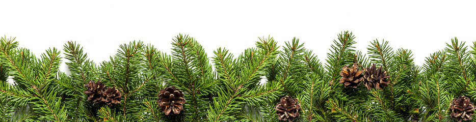 Evergreen branches on white