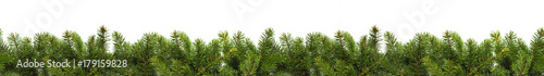 Evergreen branches on white