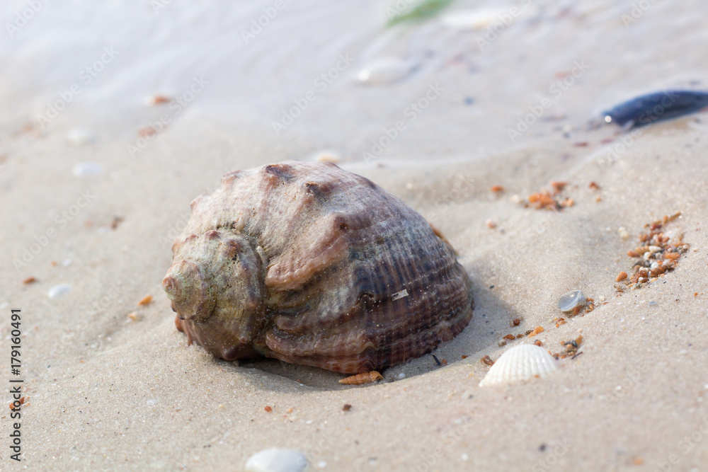 Big seashell on coastal sands, beach seascape Big seashell on coastal sands, beach seascape