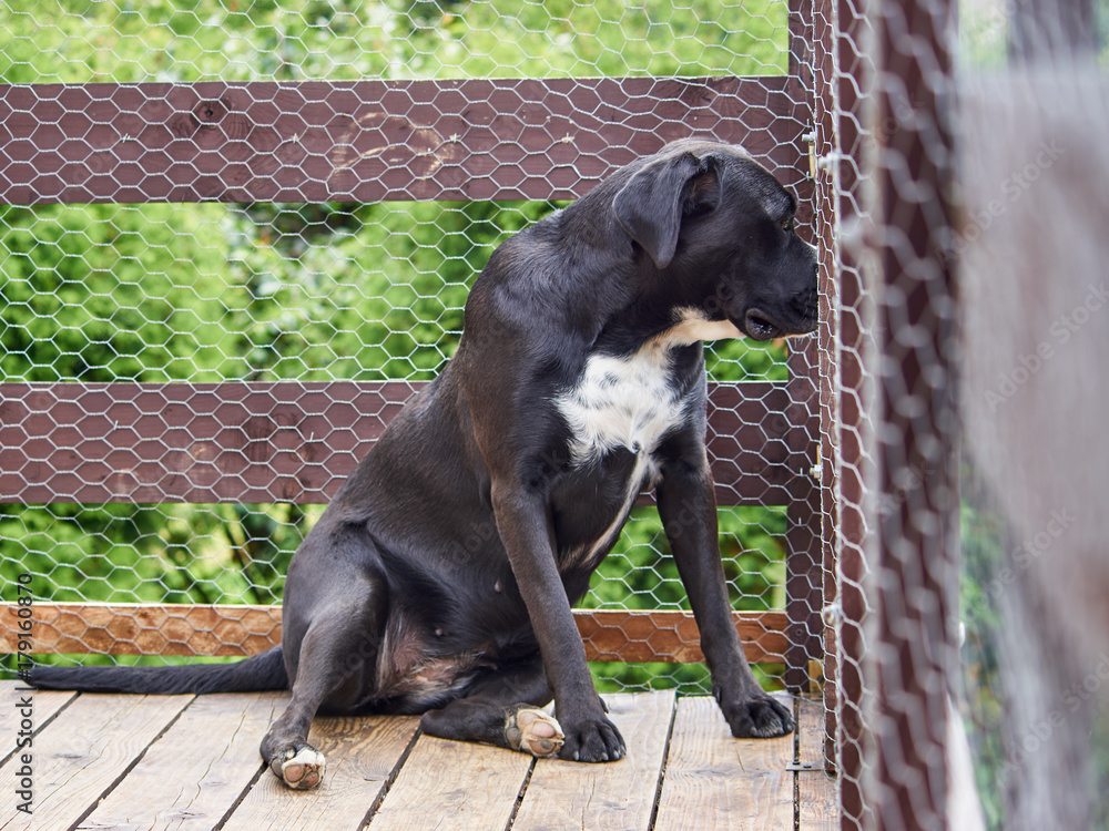 Fototapeta premium Duży czarny pies podobny do amstaffa siedzi na tarasie w letni dzień.