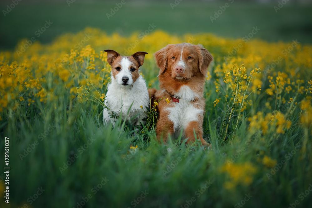 Two dogs in a flower field