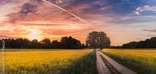 Field and trees