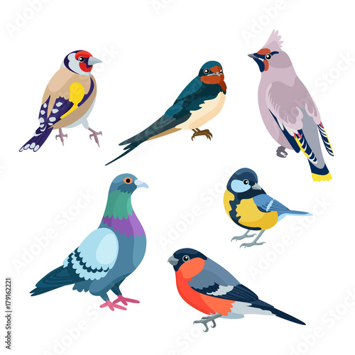 Six sitting birds / There are goldfinch, swallow, waxwing, pigeon, bullfinch and titmouse
