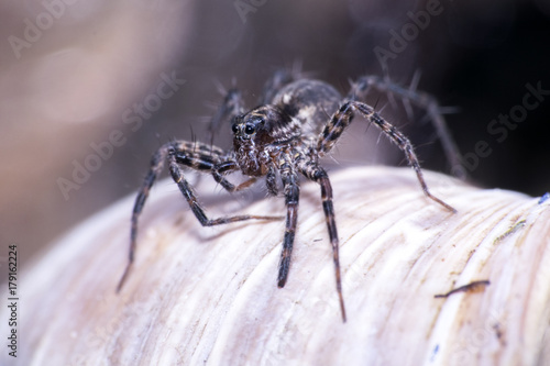 Spider from Lycosidae family. Spider with 2 big and 4 small eyes. Spider on a snail shell. Macro photo. Scary wolf spider