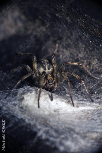 Spider in his hideaway. The Walnut Orb-weaver Spider (Nuctenea umbratica). Dark photo