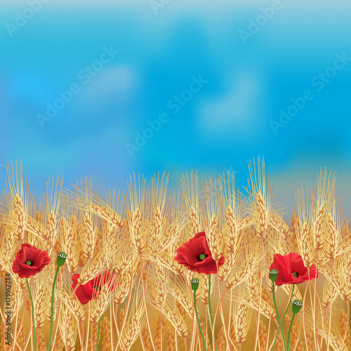 Wheat field with poppies and blue sky / Realistic vector wheat field in the harvesting time
