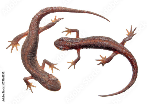 Two common newts (Lissotriton vulgaris) isolated on white background