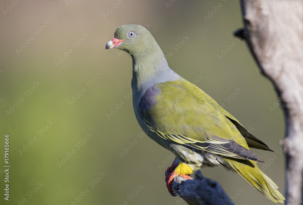 Obraz premium Beautiful green pigeon sitting on a dry branch in sun