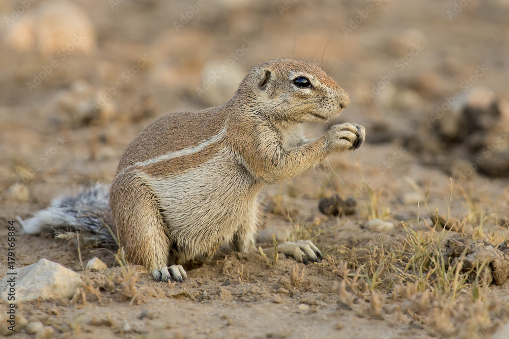 One Ground Squirrel looking for food in dry Kalahari sand One Ground Squirrel looking for food in dry Kalahari sand
