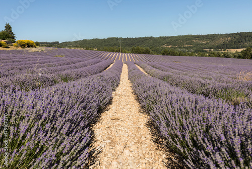 Lavender field in Provence  near Sault  France