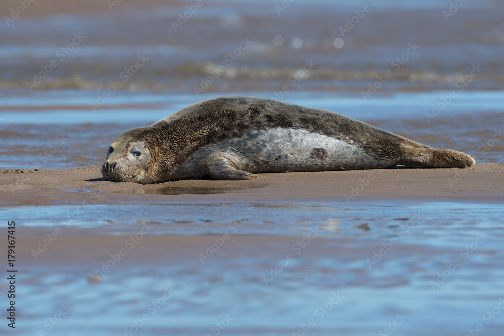 Fototapeta premium Atlantic Grey Seal (Halichoerus grypus)/Young Atlantic Grey Seal at the edge of the ocean