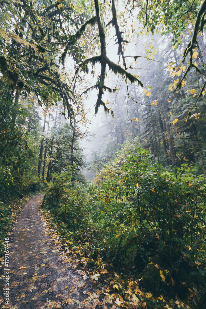 Fototapeta premium Misty forest path 
