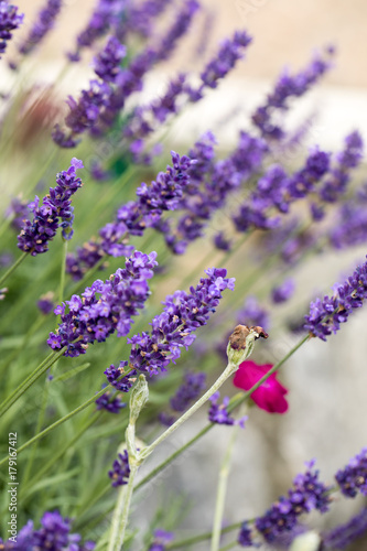  the flourishing lavender  in Provence  near Sault  France