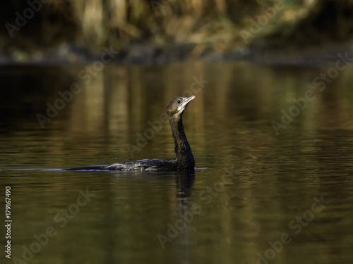 Great Cormorant Swimming in Early Morning Light