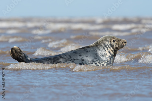 Atlantic Grey Seal (Halichoerus grypus)/Male Atlantic Grey Seal in the edge of the ocean © davemhuntphoto