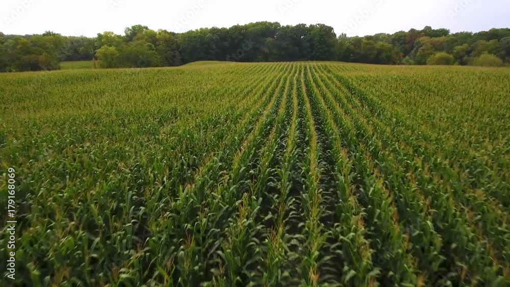Aerial - Minnesota Corn Fields Farm Aerial - Minnesota Corn Fields Farm