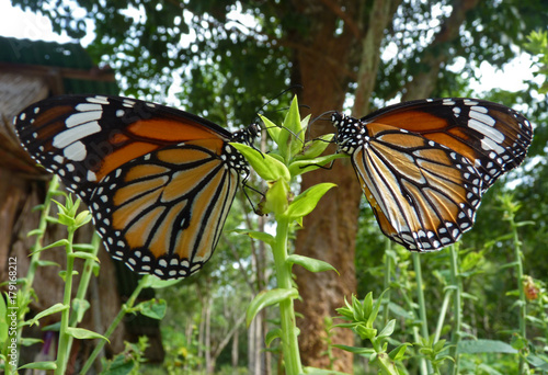 Two Nymphalidae butterfly