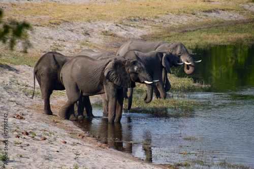 Elefantenherde am Wasserloch - Nationalpark - Namibia © AnnKathrin