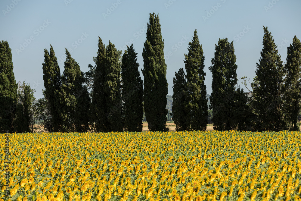 Fototapeta premium Sunflowers field near Arles in Provence, France