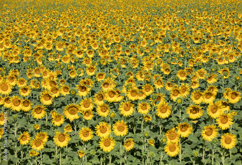 Fototapeta Naklejka Na Ścianę i Meble -  Sunflowers field near Arles  in Provence, France