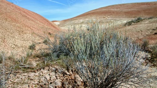 Bright midday painted hills and shrub Spring Sutton Mountain John Day Great Basin High Desert Columbia Plateau