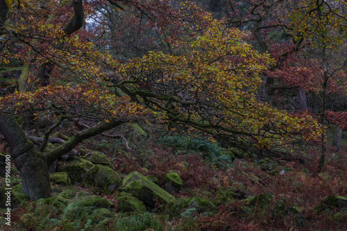 Autumn background texture, Padley Gorge