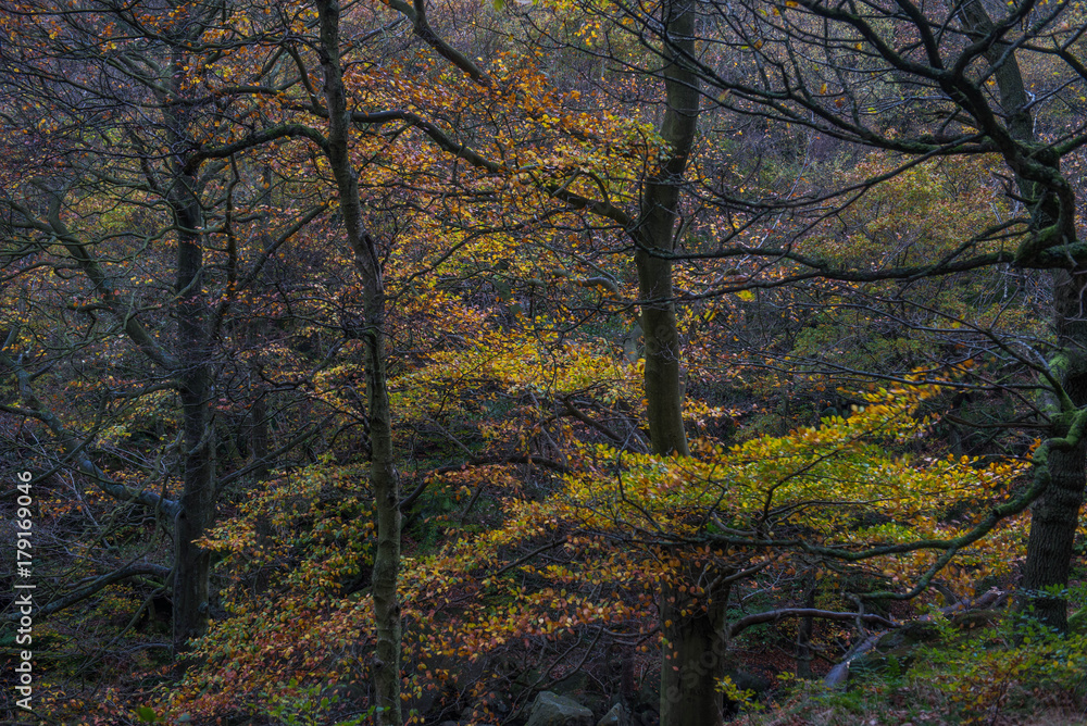 Golden leaves fall from oak tress in Autumnal Padley Gorge Golden leaves fall from oak tress in Autumnal Padley Gorge