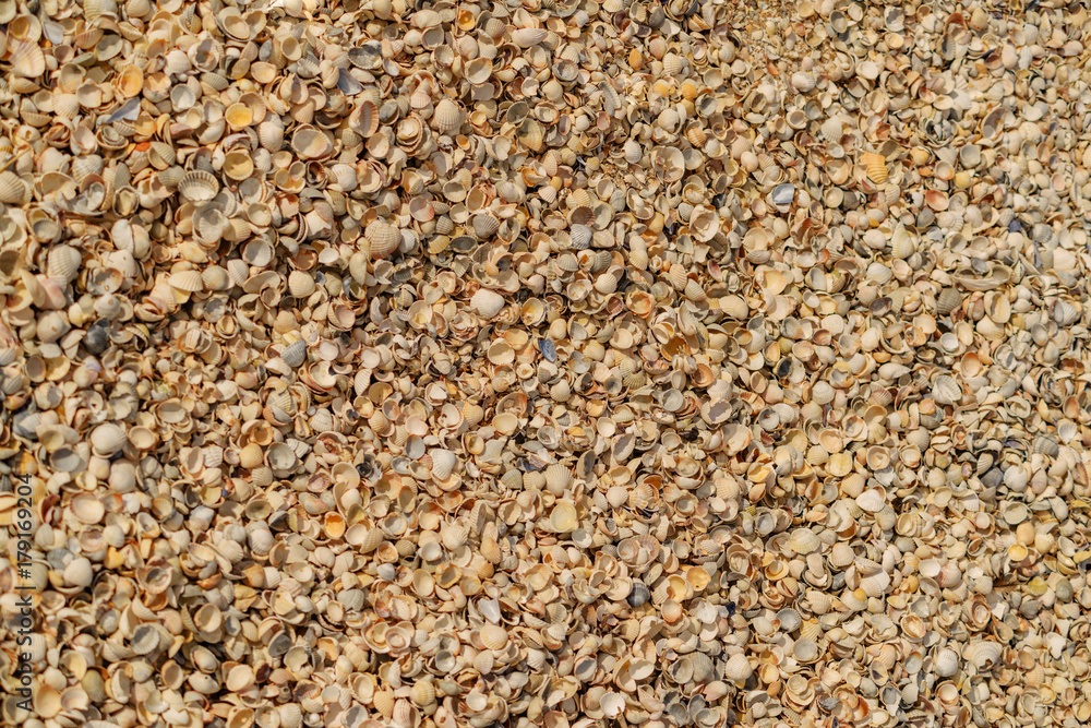 Seashells background Seashells background