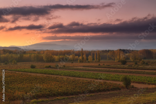 Autumn vineyard in La Rioja  Spain