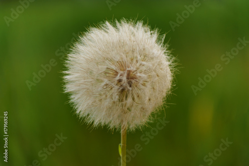 Fototapeta Naklejka Na Ścianę i Meble -  dandelion