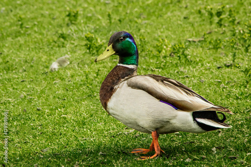 Male Mallard Duck Up-Close