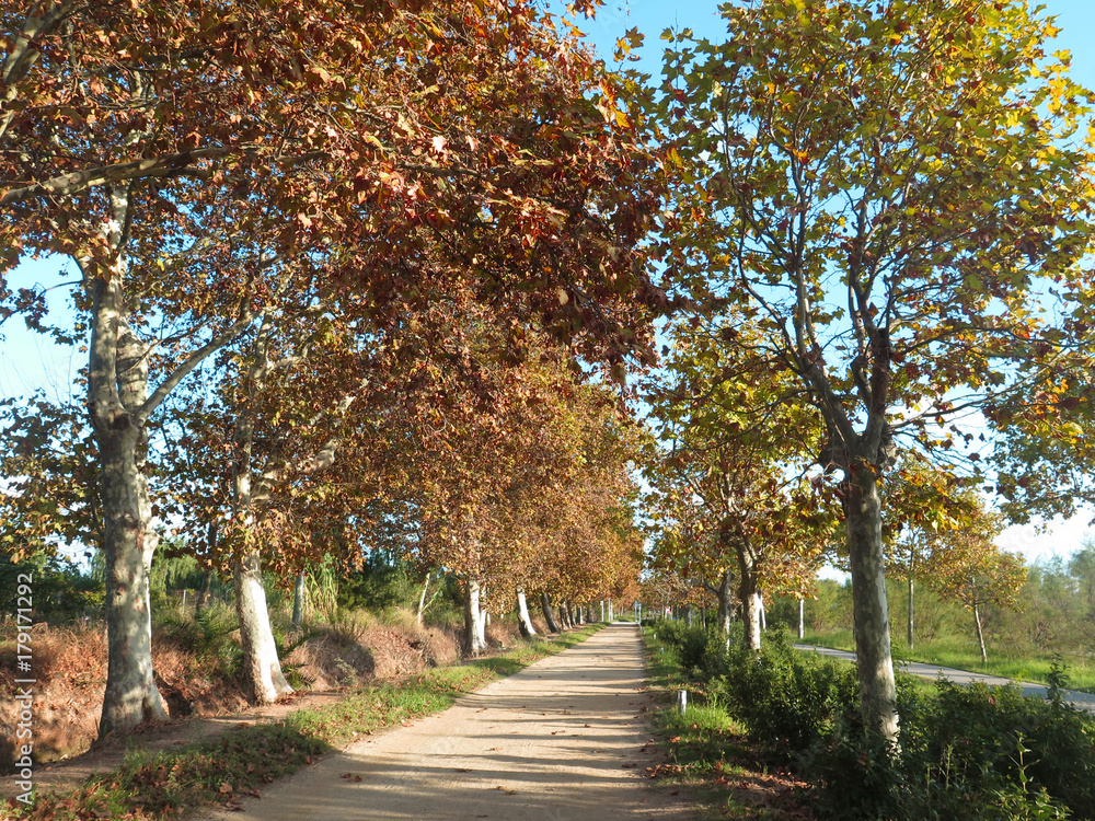 Naklejka premium jesienna droga